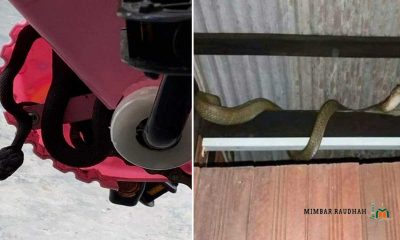 Elak Buat 3 Perkara Ini Jika Nampak Ular