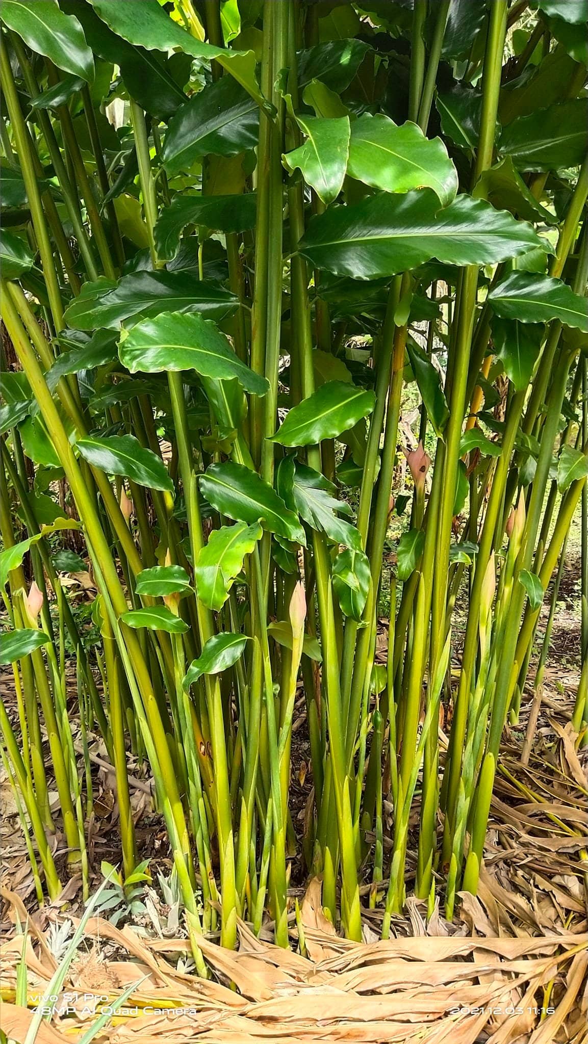 Tip Tanam Pokok Kantan