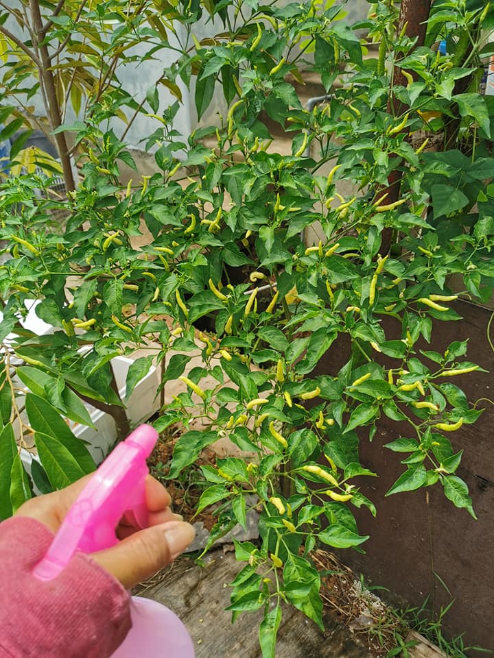 Cara Buat Racun Organik